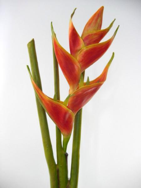 FW1034/HELICONIA BRANCH RED YELLOW 80CM