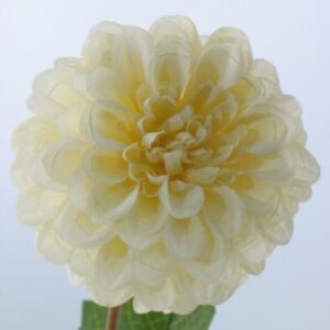 FW1077/DAHLIA SPRAY 67 CM.VANILLA