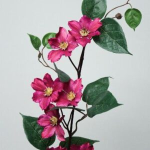 FW1140/STAR CLEMATIS MAGENTA. 80CM