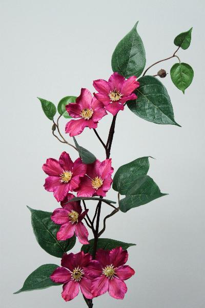 FW1140/STAR CLEMATIS MAGENTA. 80CM