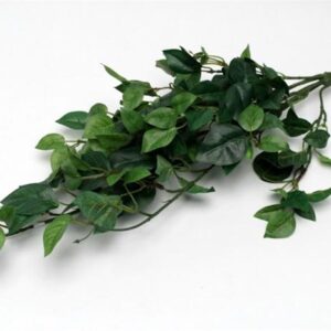 FW1200/OUTLET bougainvillea bush green