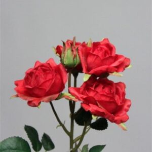 FW1226/ROSE X 5 RED 50CM