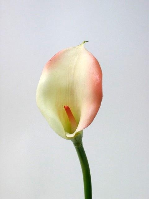 FW1238/CALLA LILY SPR.MINI CREAM PINK 45cm