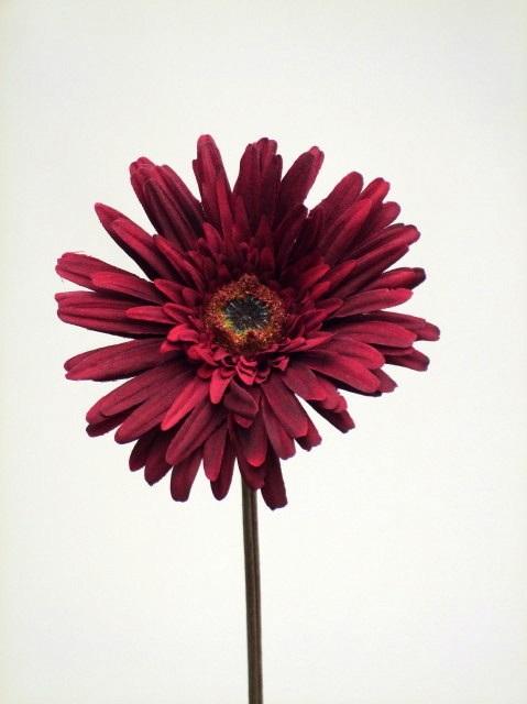 FW1243/GERBERA 70 CM. ROYAL RED