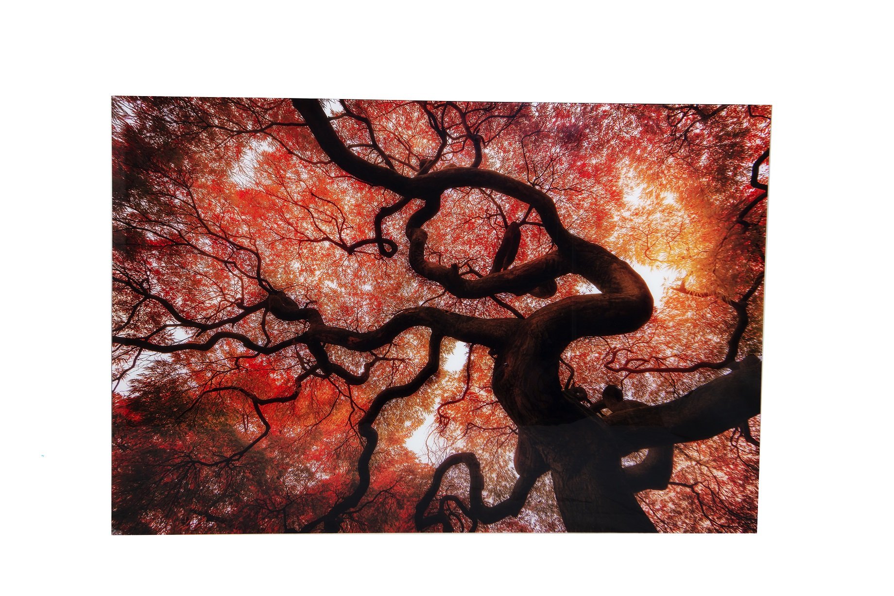 PA1170/TABLE TREE BROWN-ORANGE TEMPERED GLASS 150,00 X 0,40 X 100,00 CM