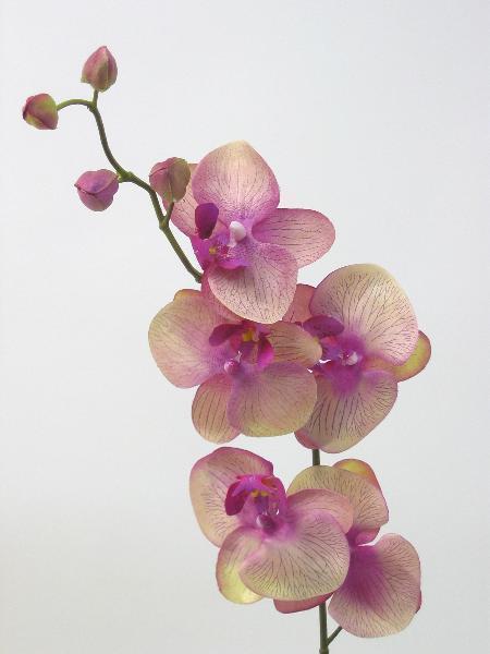 FW1103/PHALENOPSIS H80cm