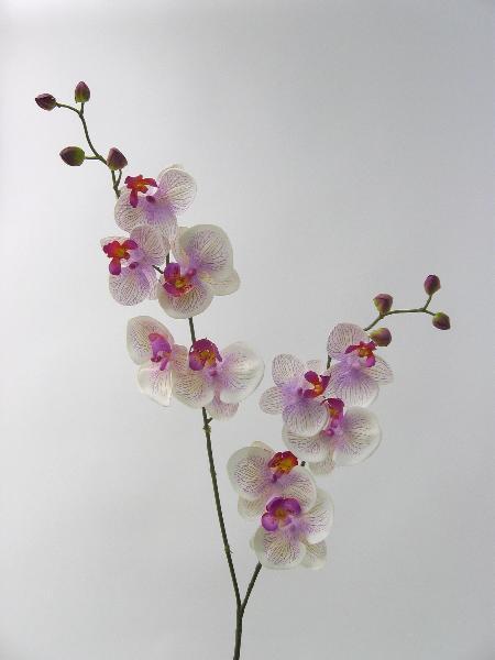 FW1117/PHALAENOPSIS SPR.X2 H80cm