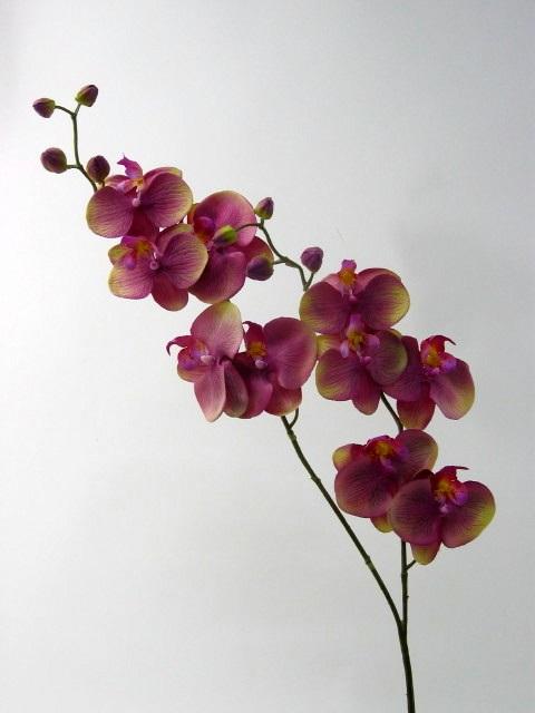 FW1117/PHALAENOPSIS SPR.X2 H80cm