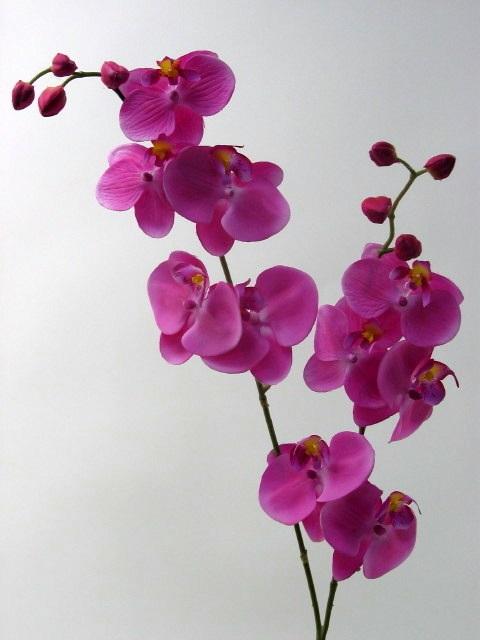 FW1117/PHALAENOPSIS SPR.X2 H80cm