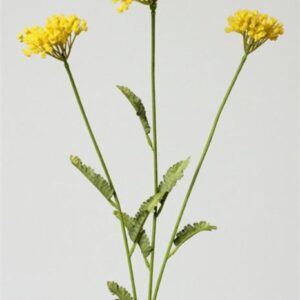 FW1314/PROMO ACHILLEA X3 GEEL