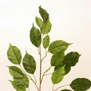 FW1320/FICUS SPRAY 17LVS. 50CM