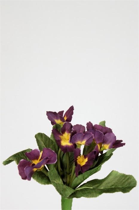 FW1322/STREPTOCARPUS