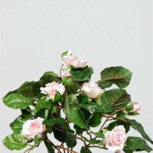 FW1332/CROWN ROSE BUSH X5 ROSE