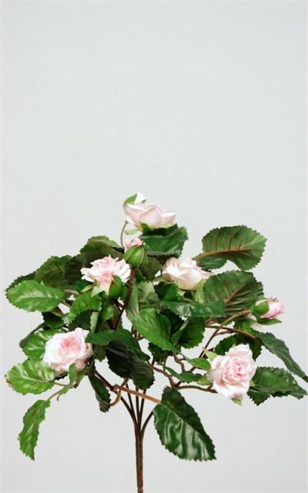 FW1332/CROWN ROSE BUSH X5 ROSE