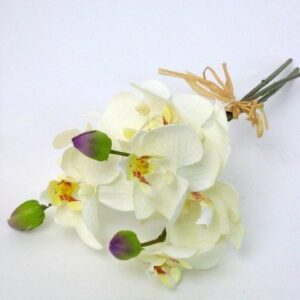 FW1371/PHALAENOPSIS X3 32CM CREAM 12/120