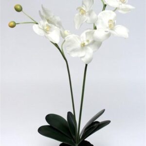 FW1372/PHALAENOPSIS IN SOIL WHITE 60CM