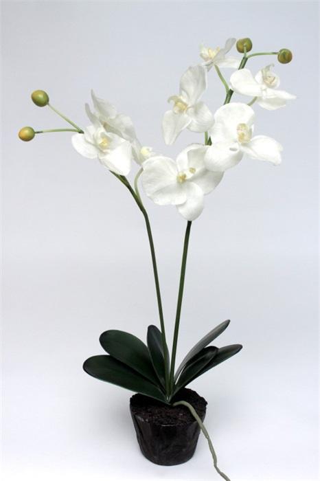 FW1372/PHALAENOPSIS IN SOIL WHITE 60CM