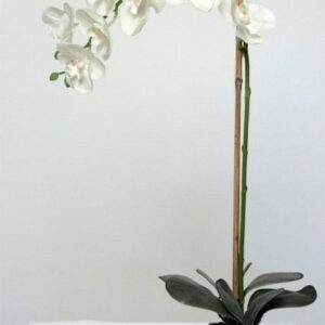 FW1373/PHALAENOPSIS WHITE IN SOIL 80CM