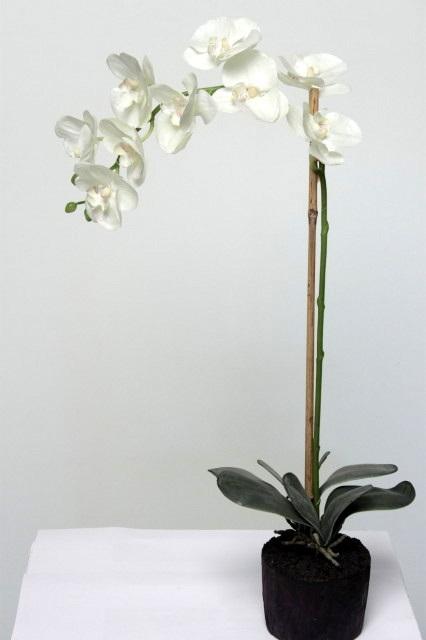 FW1373/PHALAENOPSIS WHITE IN SOIL 80CM