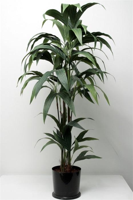 FW1380/COCONUT PALM 4' 1.20M