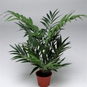 FW1387/PARLOUR PALM 61CM W/196 LVS 6/24