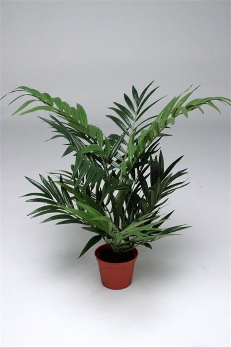 FW1387/PARLOUR PALM 61CM W/196 LVS 6/24