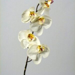 FW1103/PHALENOPSIS H80cm