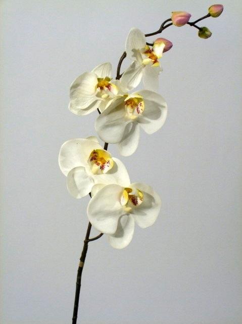 FW1103/PHALENOPSIS H80cm