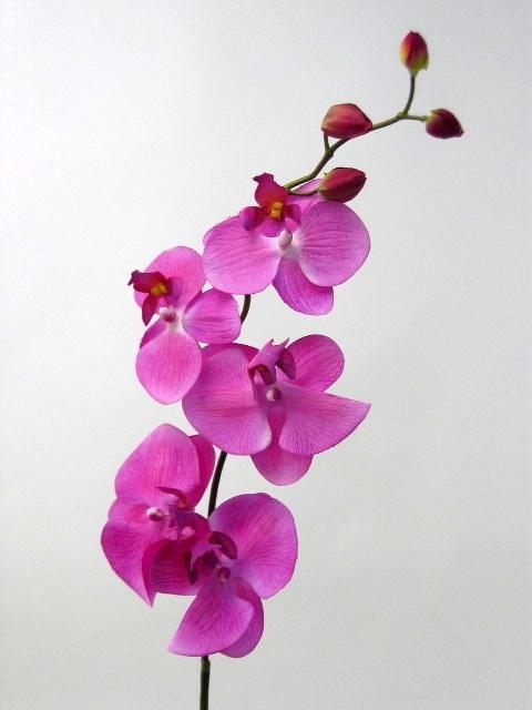 FW1103/PHALENOPSIS H80cm