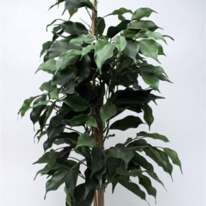 FW1340/ficus windows tree green 65cm 6/24