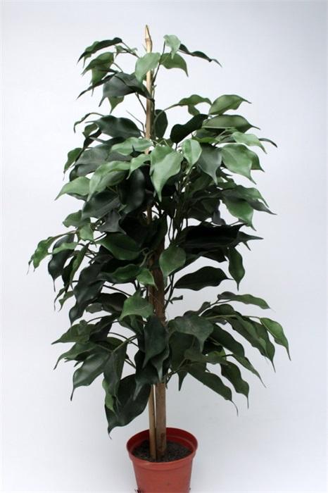 FW1340/ficus windows tree green 65cm 6/24