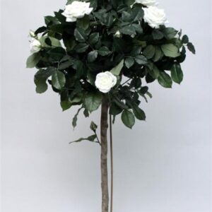 FW1353/ROSE BALL TREE WHITE 1.30M