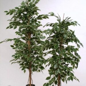 FW1354/FICUS LADDER TREE MIX GR 1.65M