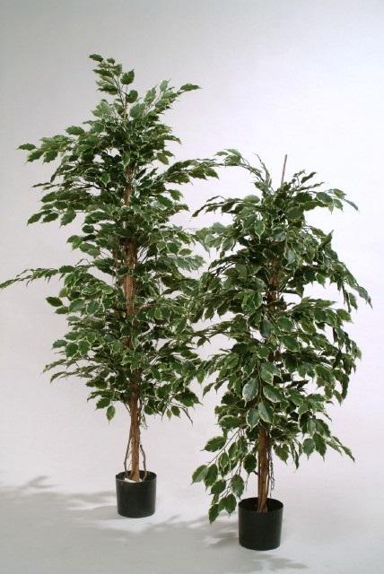 FW1354/FICUS LADDER TREE MIX GR 1.65M