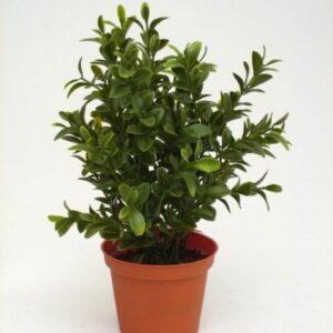 FW1369/BOXWOOD PL.48 L. POT D15CM H20cm