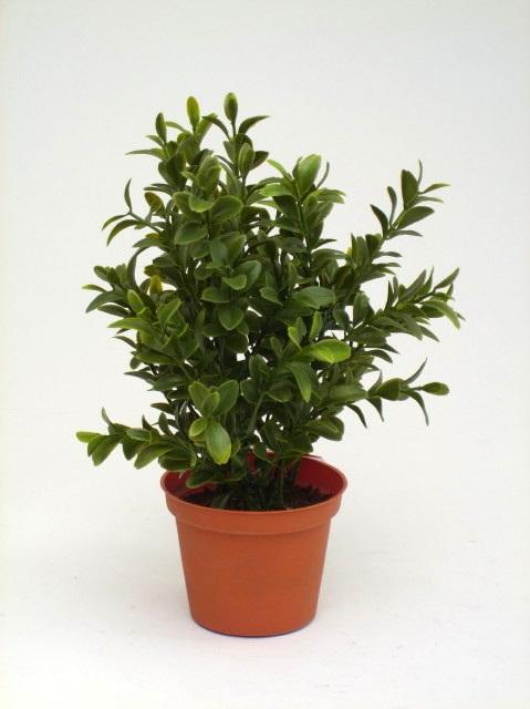 FW1369/BOXWOOD PL.48 L. POT D15CM H20cm