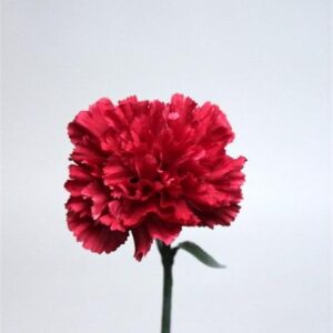 FW1293/CARNATION BURGUNDY 69 CM