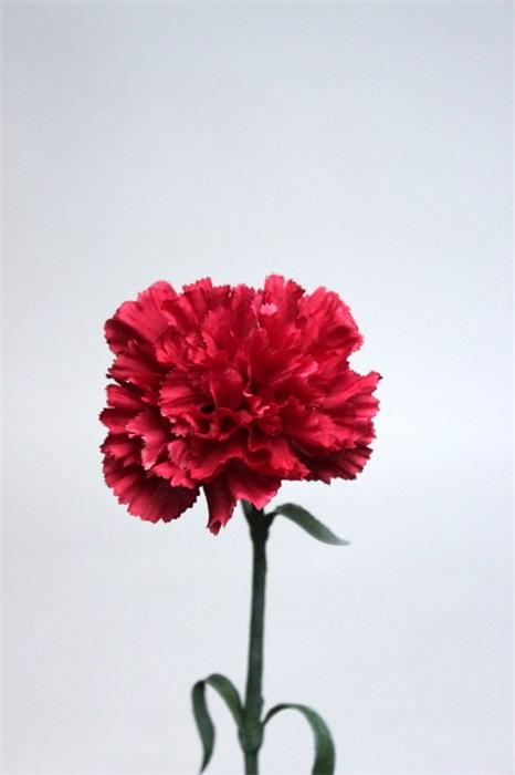 FW1293/CARNATION BURGUNDY 69 CM