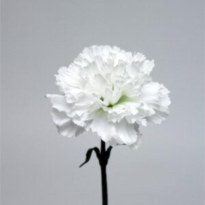 FW1294/CARNATION WHITE GREEN 69 CM