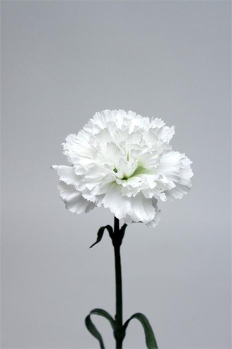 FW1294/CARNATION WHITE GREEN 69 CM