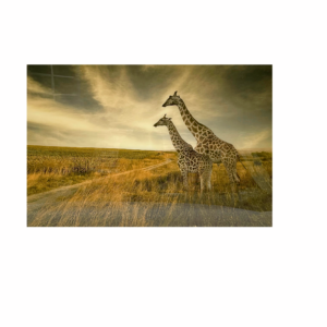 Glass picture of giraffe family