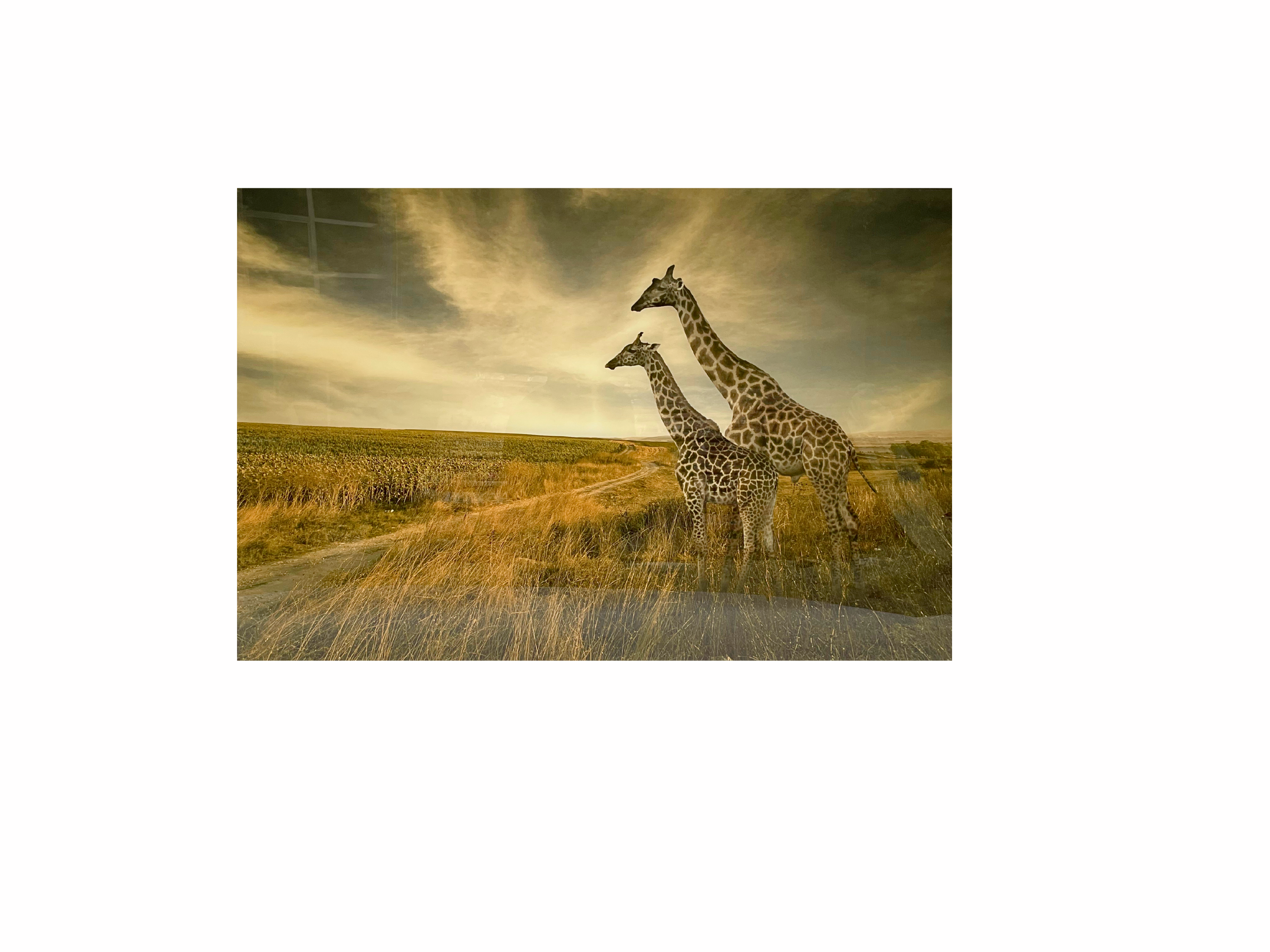 Glass picture of giraffe family