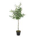 Olivia Tree