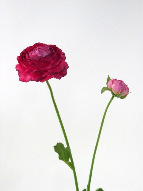 Fuchia Ranunculus Ranunculus Flower | Artificial Flower décor at TheShowroom NG
