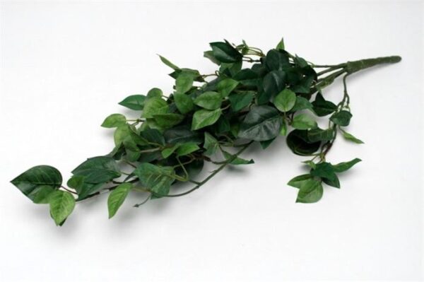 Ivy Branch