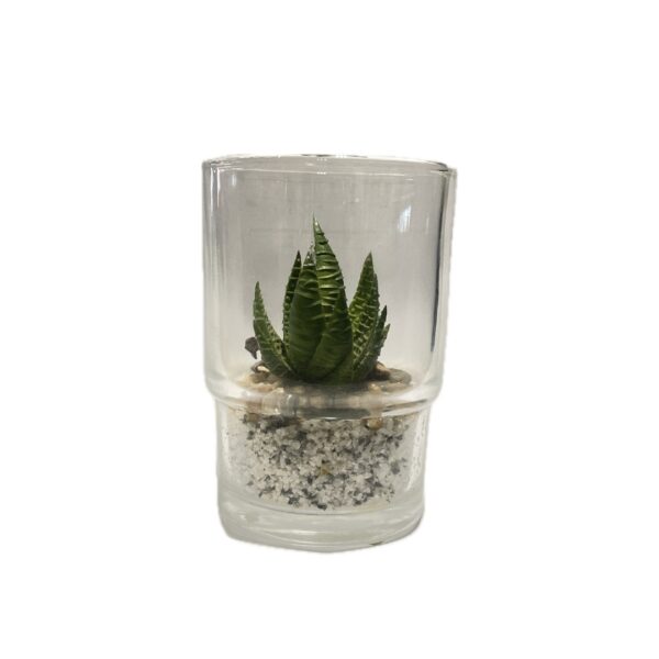 2 Cactus in glass pot