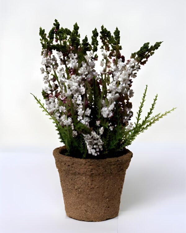 White Erica on Pot