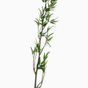 Bamboo Sticks