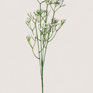 Aster Flower-White