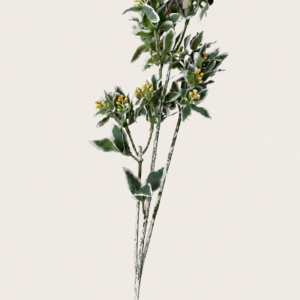 Dusty Miller